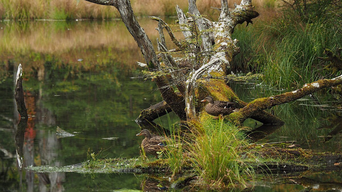 🏞️ 이즈미야도 연못(이즈미야도이케) 이미지 1